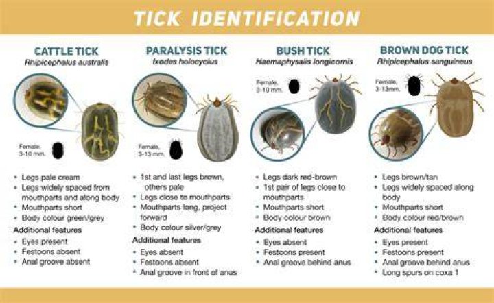 Discover the Comprehensive TickZoo: Your Essential Guide to Ticks