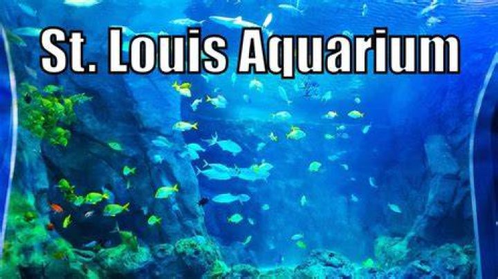 Discover the Wonders of St. Louis Aquarium at Union Station: A Comprehensive Guide